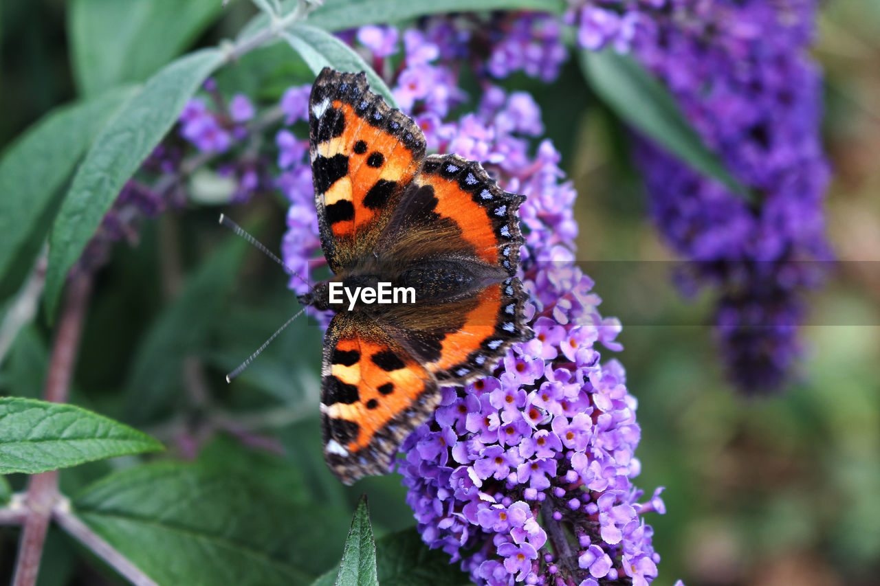 Close-up of butterfly pollinating on purple flower