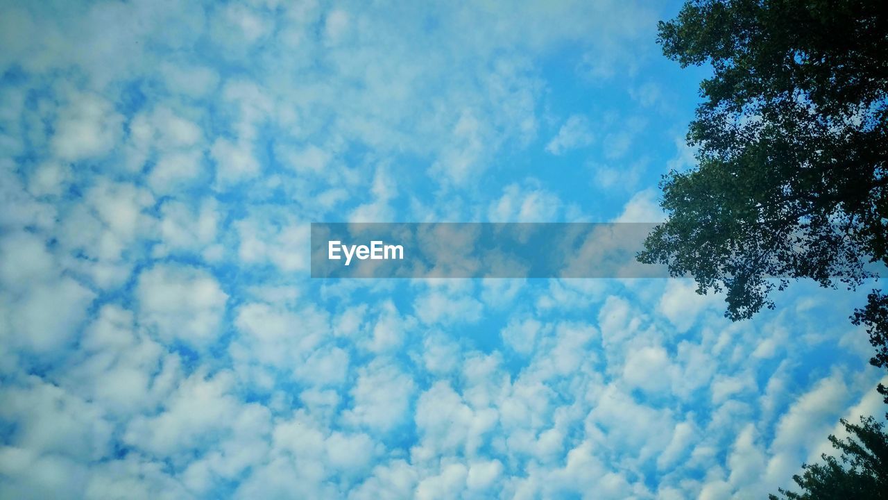 LOW ANGLE VIEW OF TREES AGAINST CLOUDY SKY