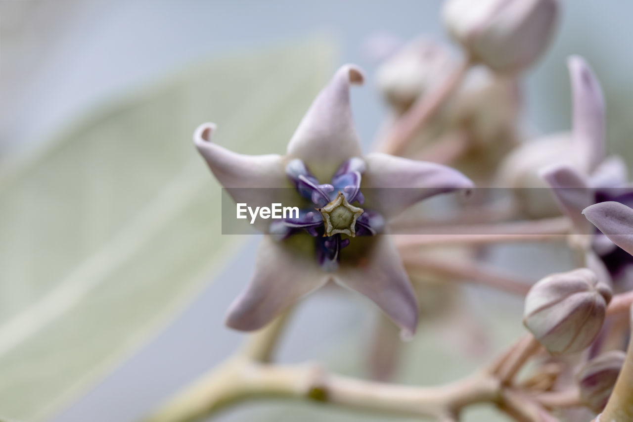 Close-up of white flowering plant
