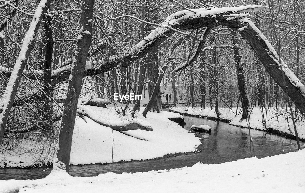 BARE TREES IN SNOW COVERED FOREST