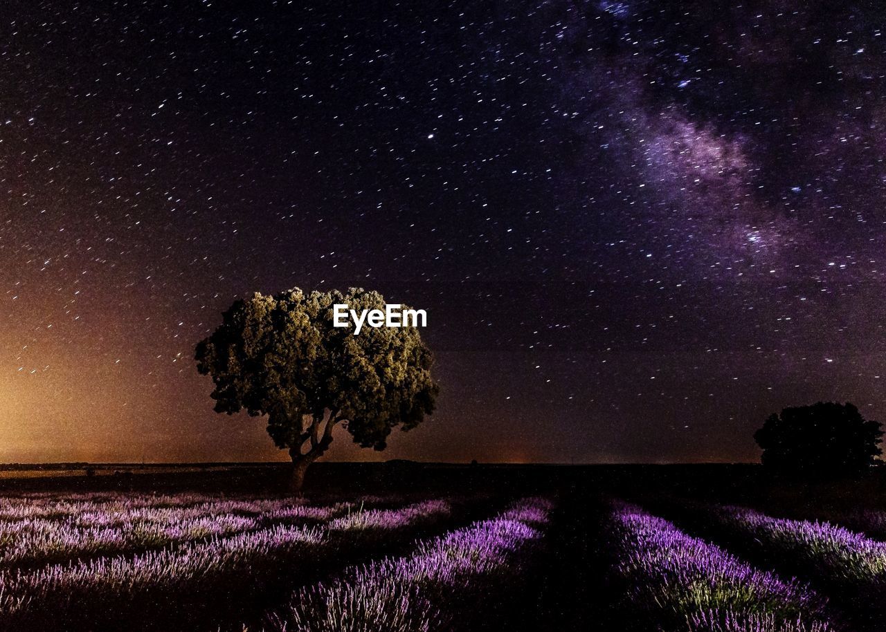 Trees on land against sky at night