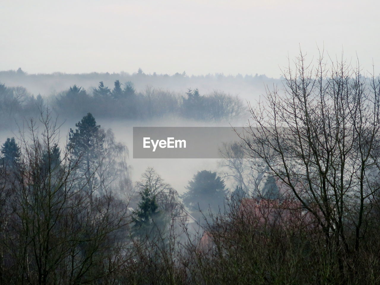 Trees on landscape against sky