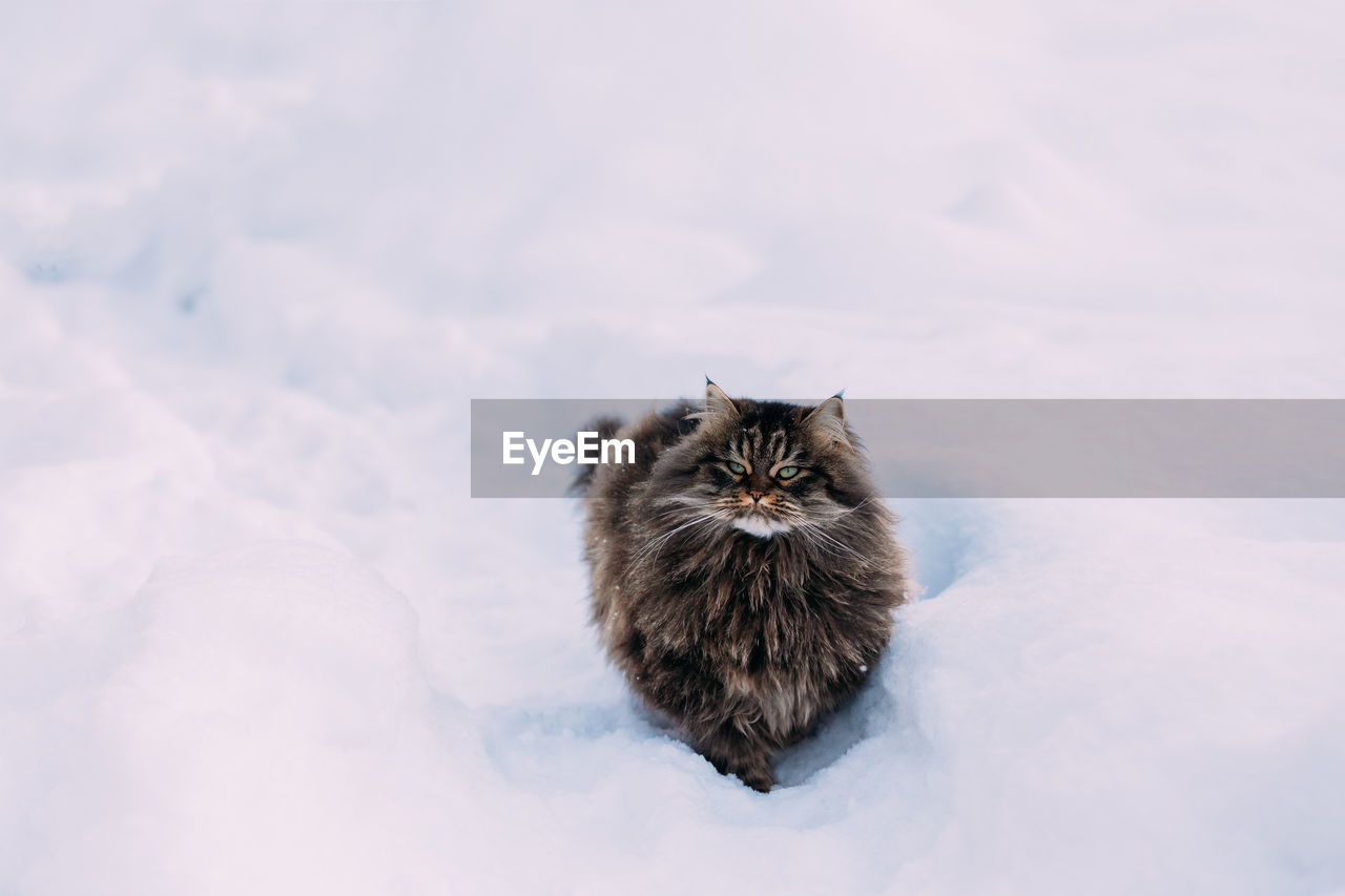 CLOSE-UP OF A CAT ON SNOW COVERED