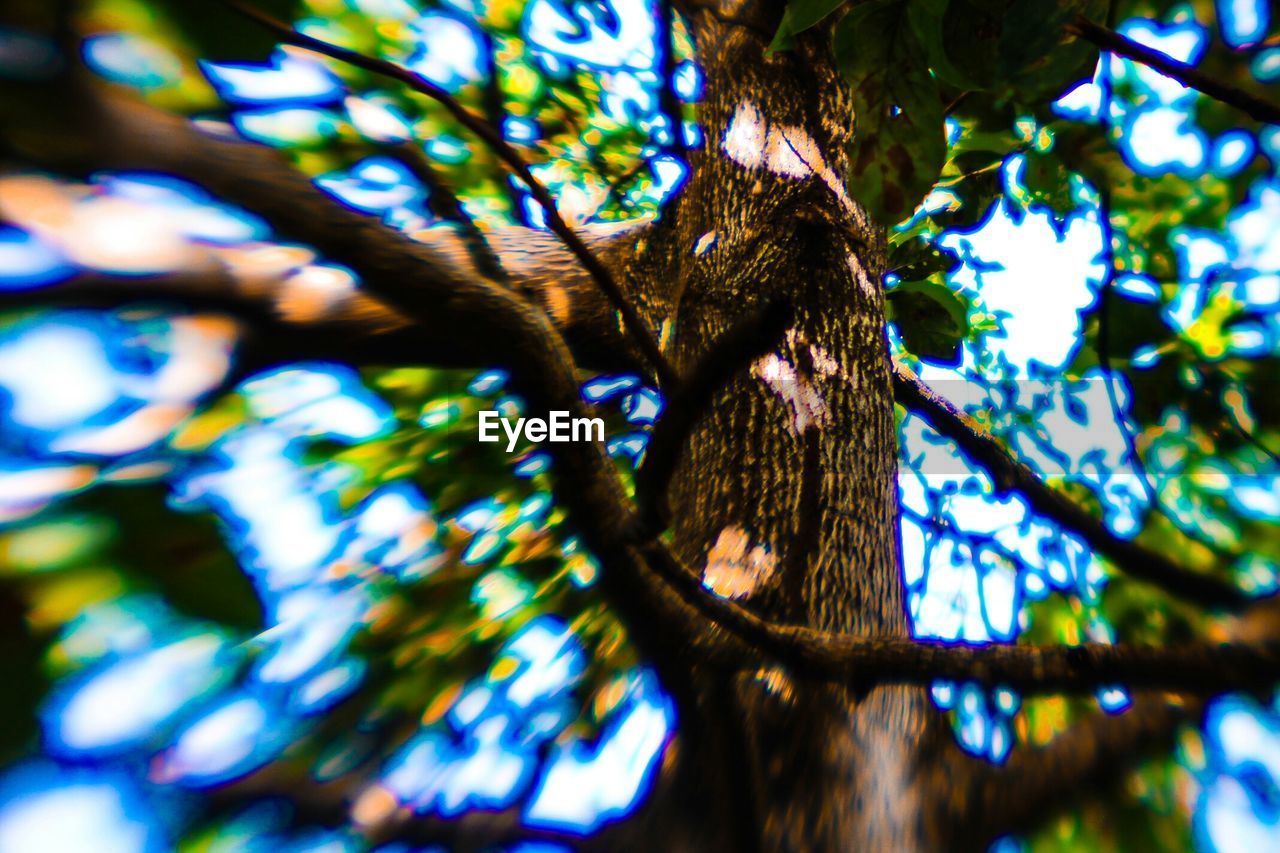 LOW ANGLE VIEW OF TREES AGAINST SKY