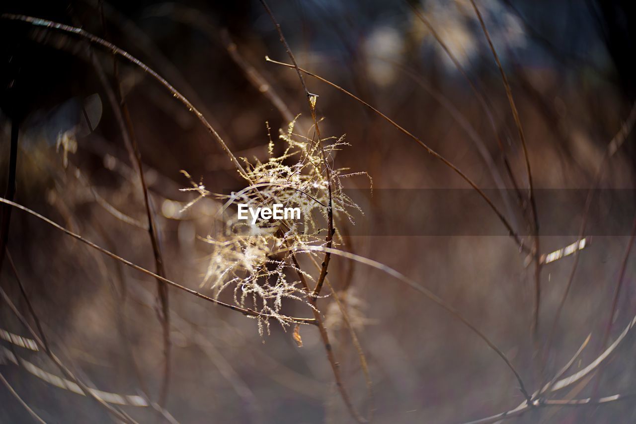 CLOSE-UP OF DRIED SPIDER WEB ON PLANT