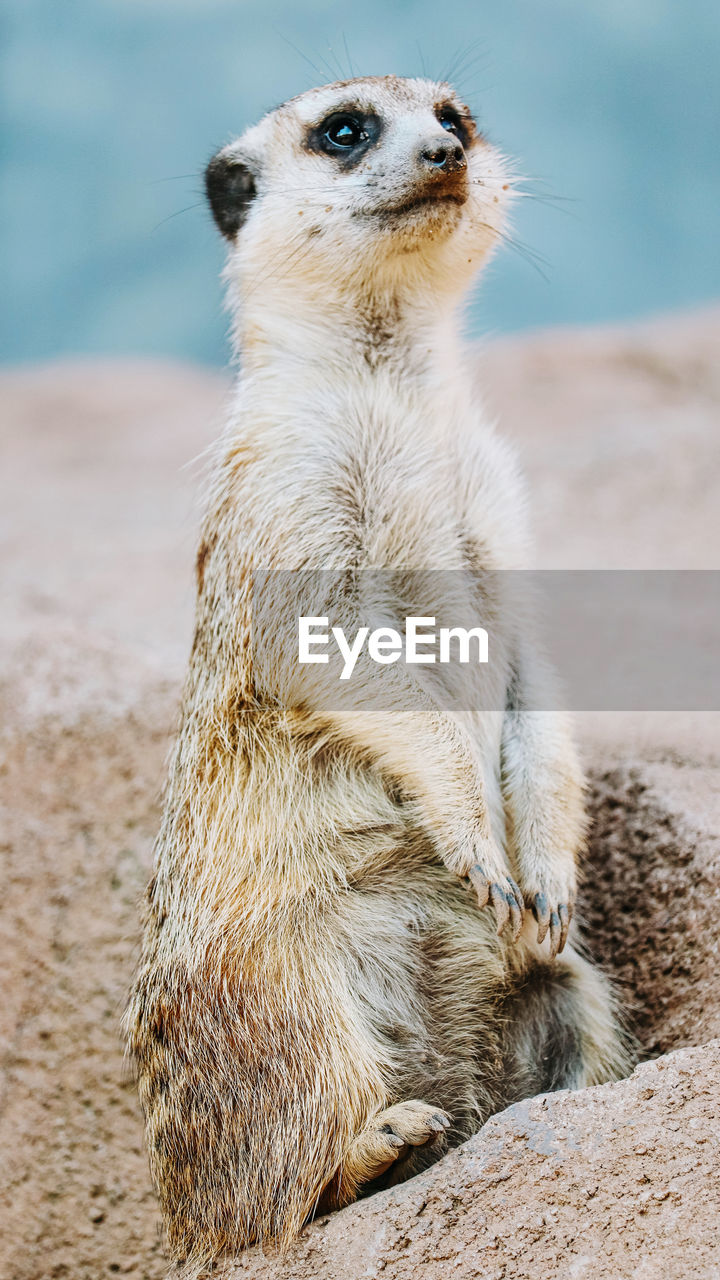 A meerkat standing on the rock at the zoo.