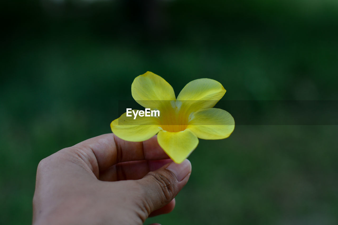 CLOSE-UP OF HAND HOLDING SMALL YELLOW FLOWER