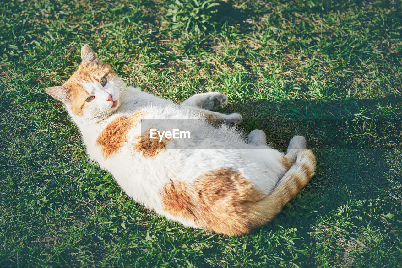 HIGH ANGLE VIEW OF A CAT RESTING ON GRASS