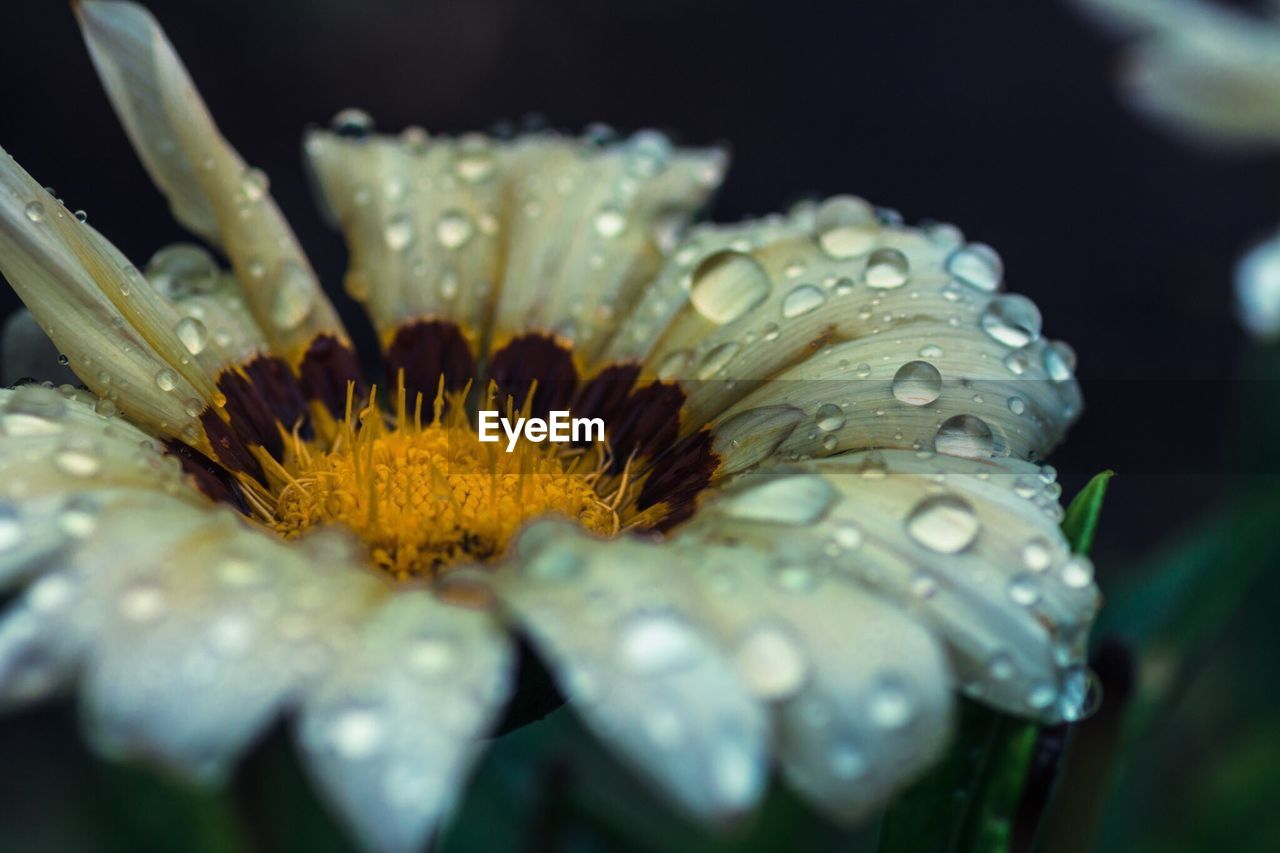 Close-up of wet white flower with yellow pollen