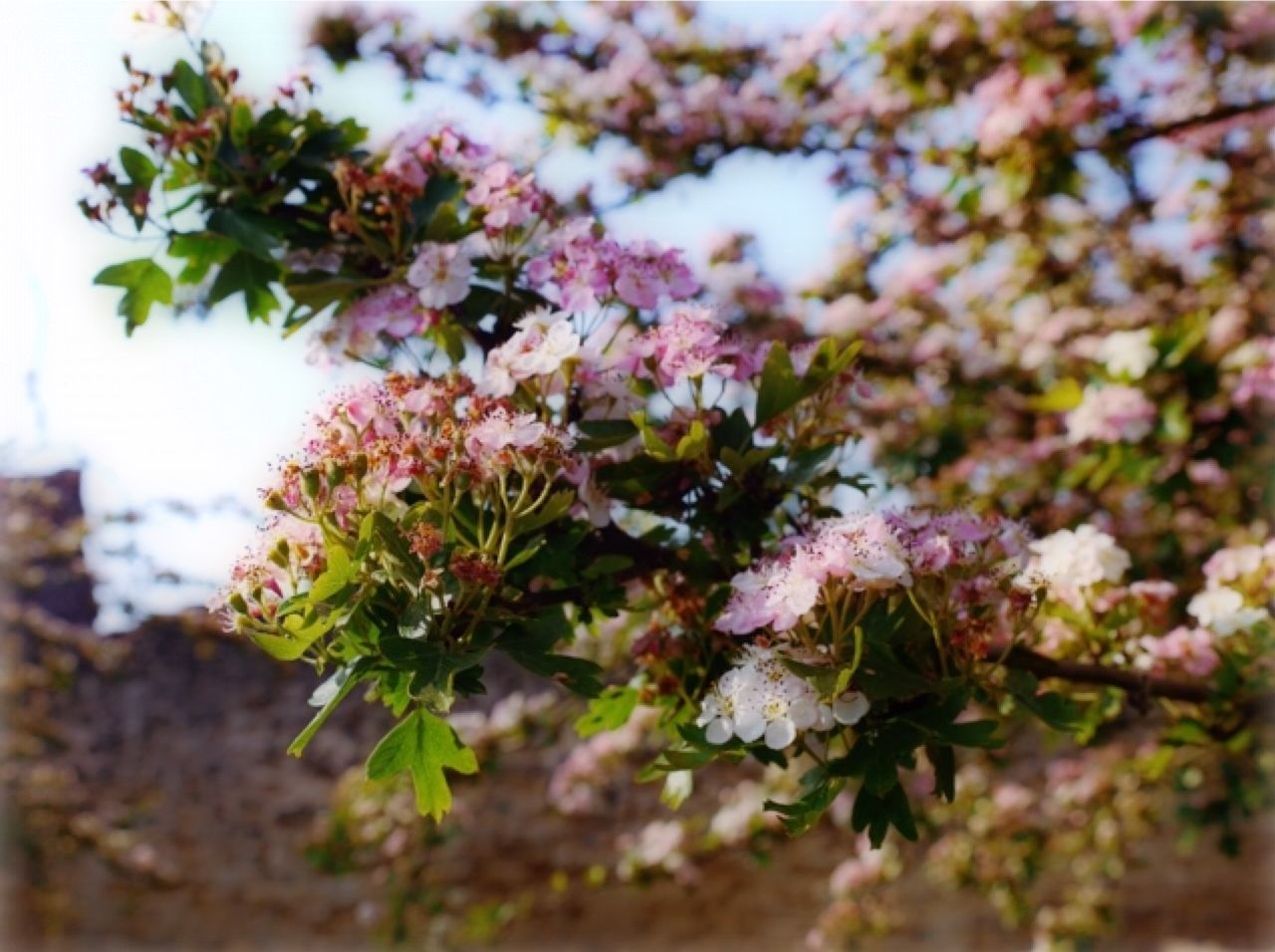 CLOSE-UP OF WHITE FLOWERS