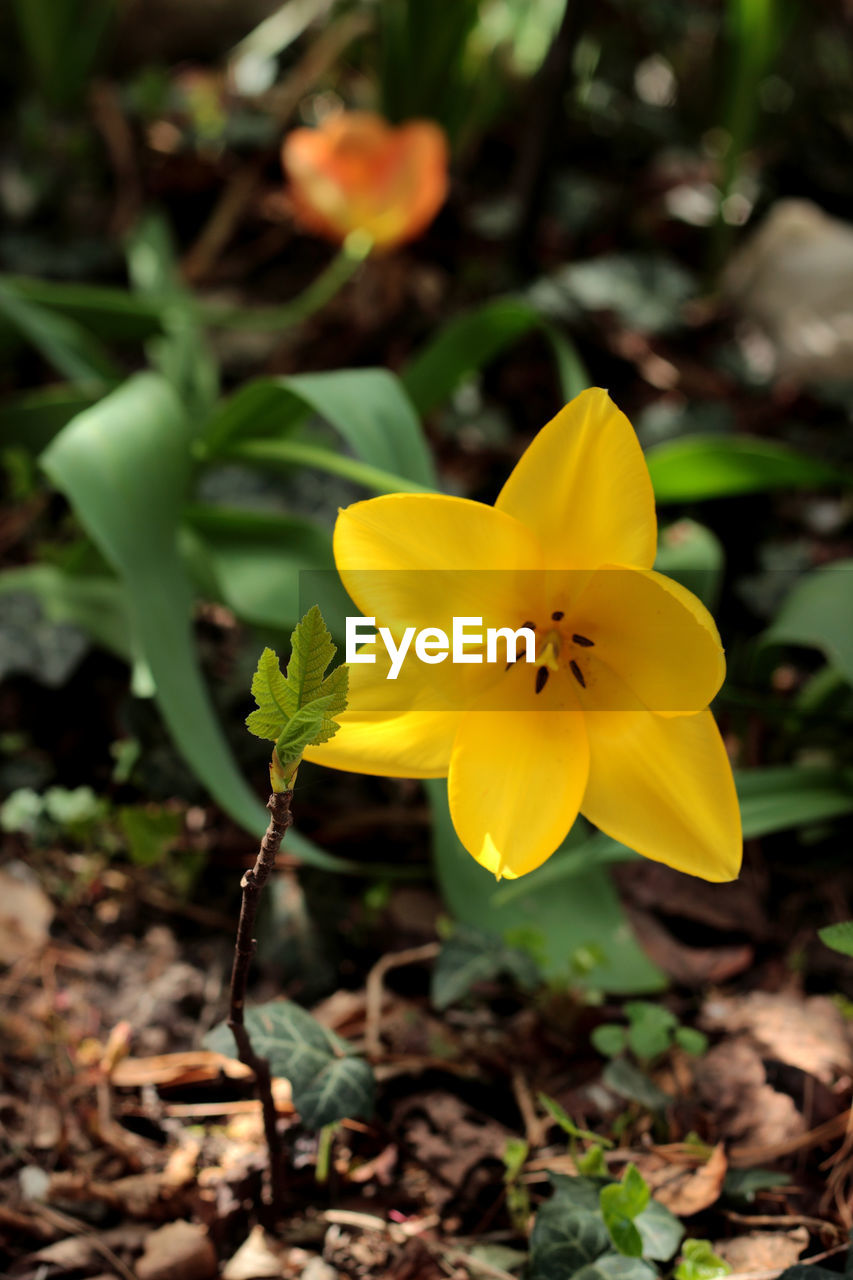 Close-up of yellow flowers