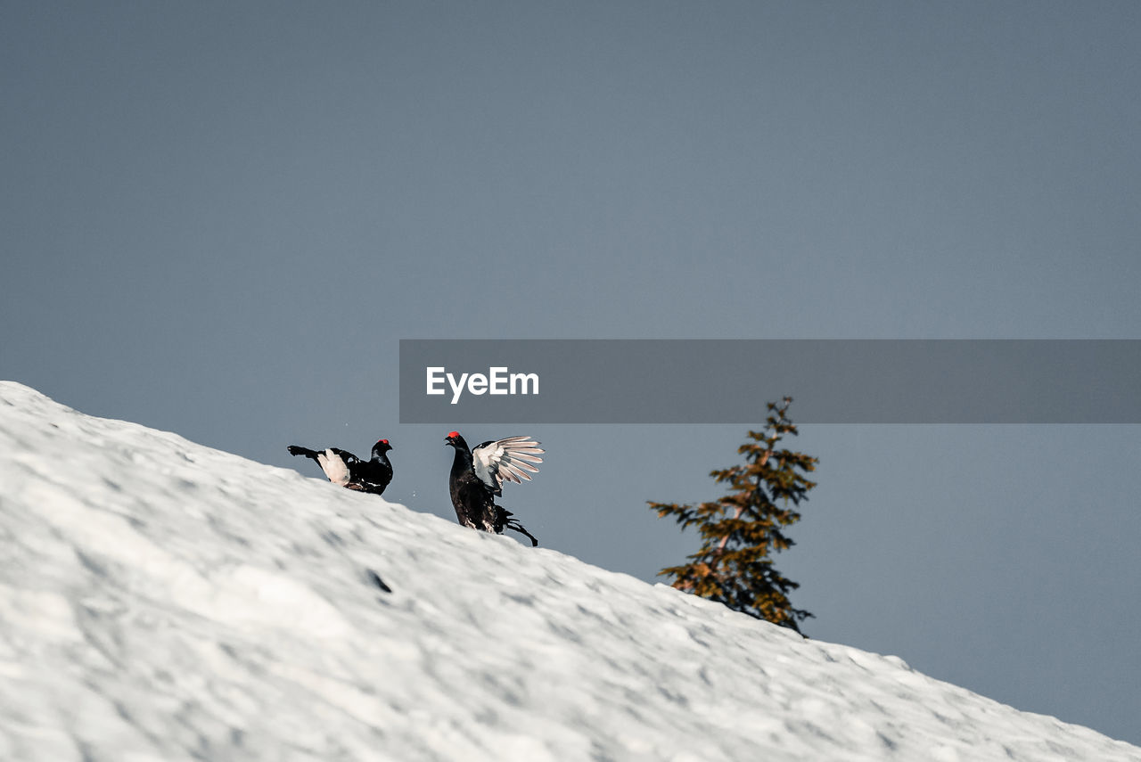 Low angle view of birds on snowcapped mountain against clear sky