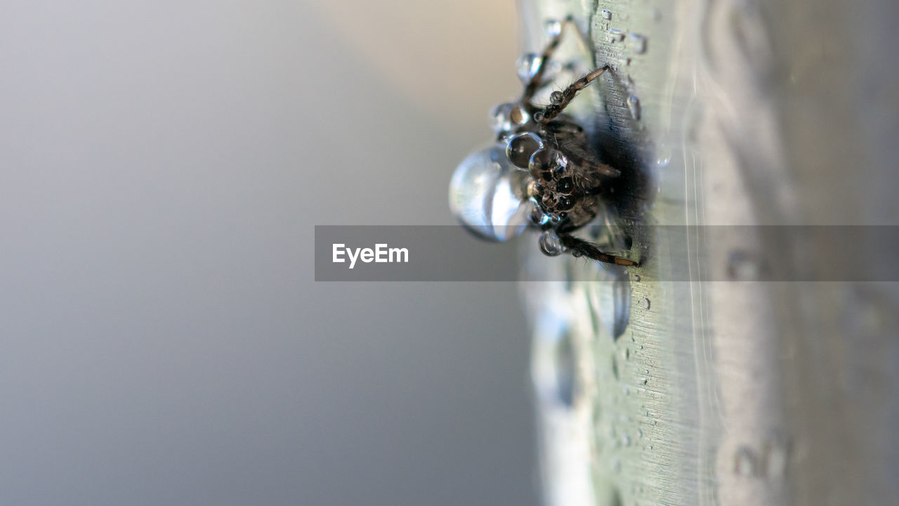 A macro image of a tiny spider covered in water droplets sitting on a metal pipe