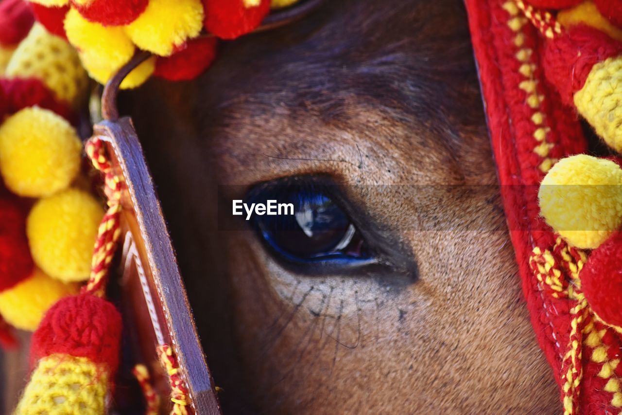 Close-up portrait of a horse