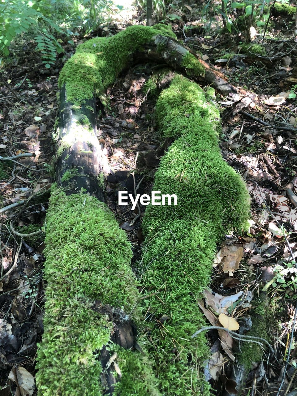 CLOSE-UP OF MOSS GROWING ON TREE TRUNK