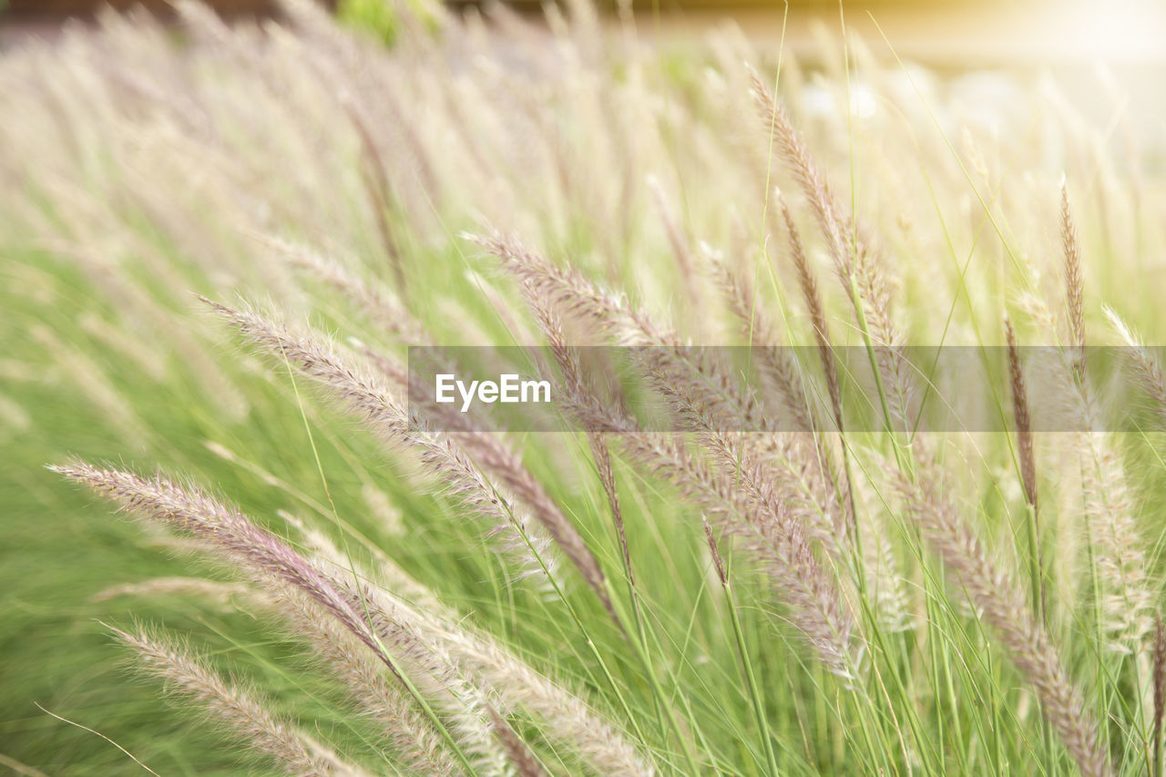 CLOSE-UP OF WHEAT GROWING IN FIELD