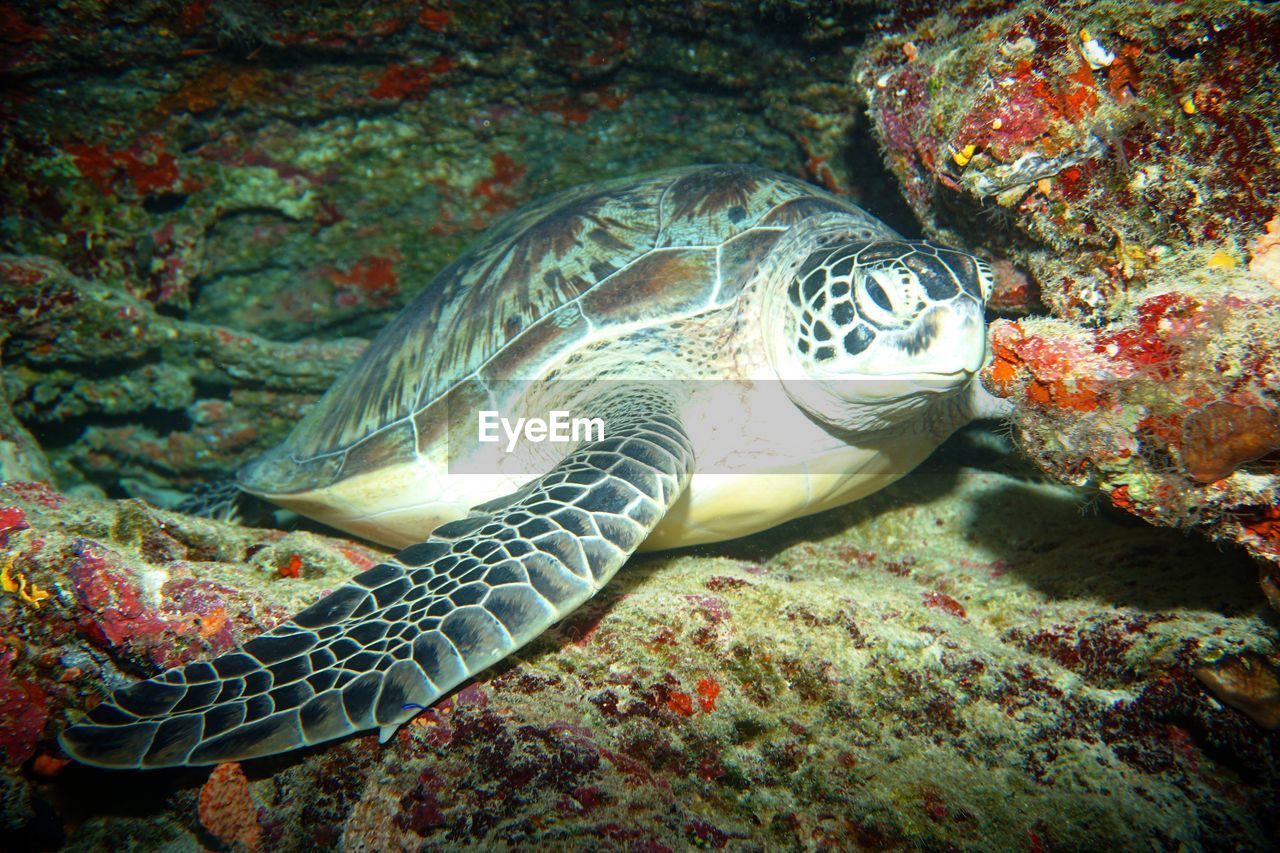 CLOSE-UP OF A TURTLE IN SEA