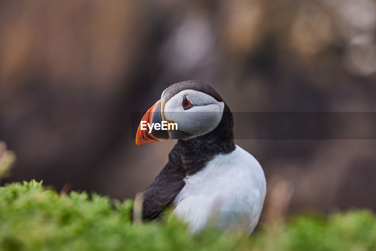 Fratercula puffin in saltee island ireland. in the process of migration 