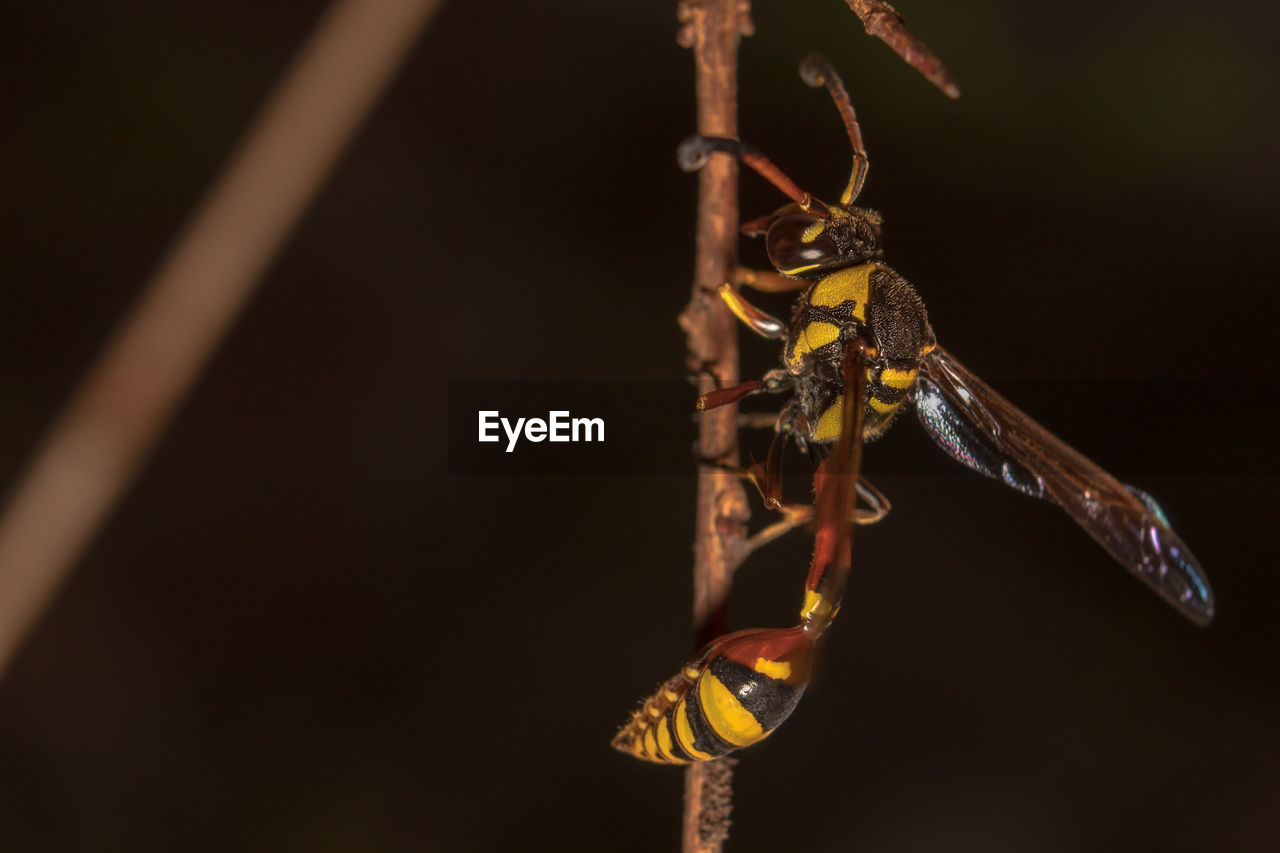 Common yellow wasp hanging on trees