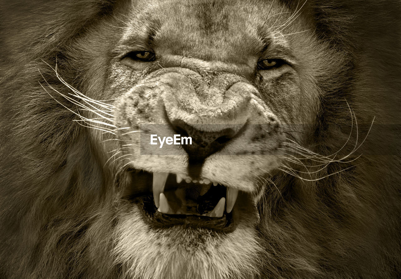 close-up portrait of lioness