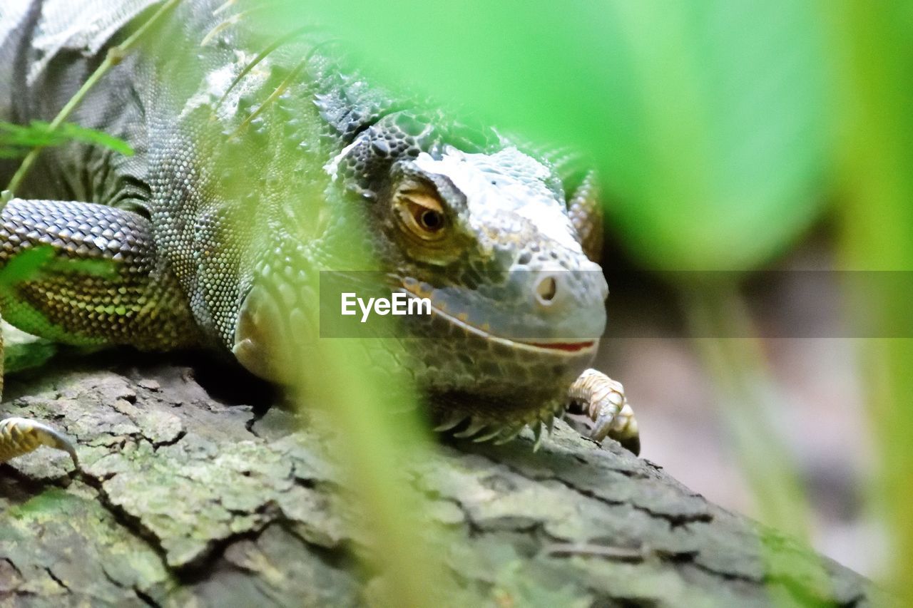 CLOSE-UP OF LIZARD