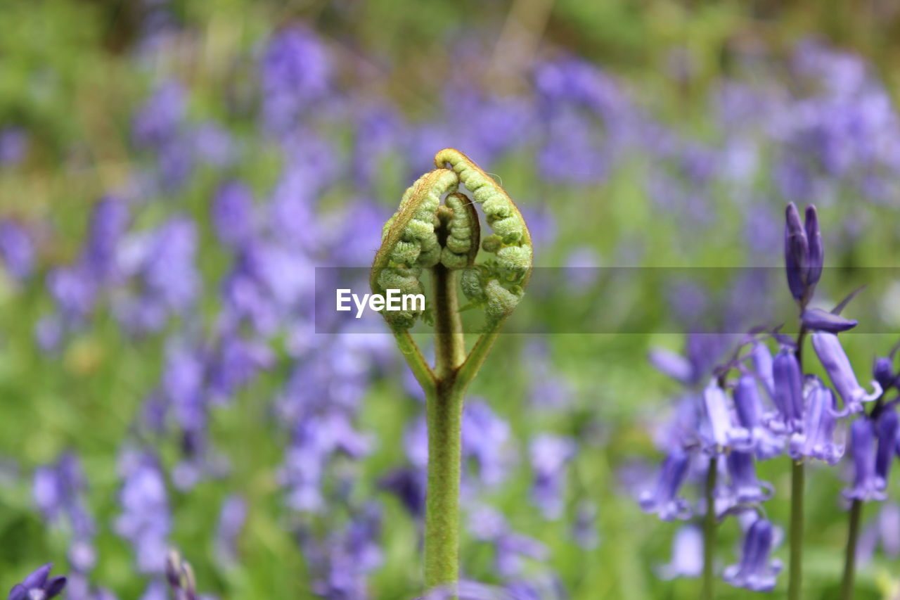 Fern uncurling in springtime against background of bluebells