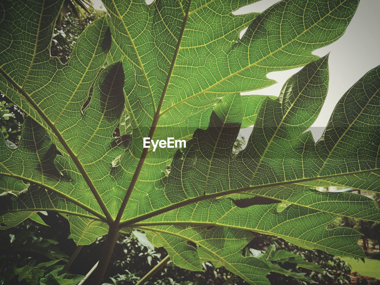 Close-up of green leaves on plant against sky