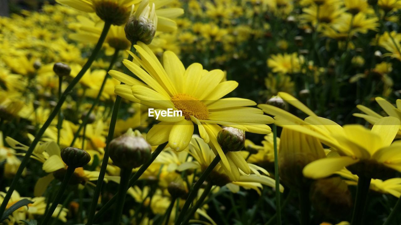 CLOSE-UP OF YELLOW FLOWERS BLOOMING