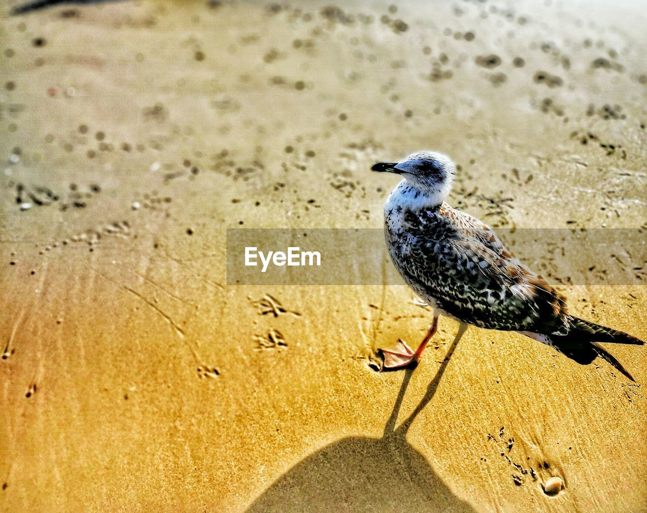 BIRD PERCHING ON SAND