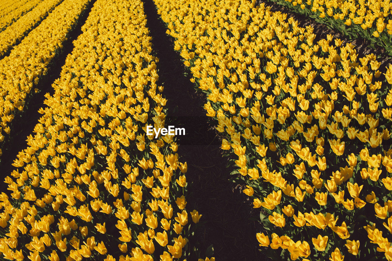 yellow, field, plant, flower, flowering plant, beauty in nature, growth, nature, freshness, abundance, no people, full frame, sunflower, day, high angle view, backgrounds, fragility, land, agriculture, outdoors, rural scene, landscape, flower head, sunlight, crop, tranquility, scenics - nature, pattern, springtime