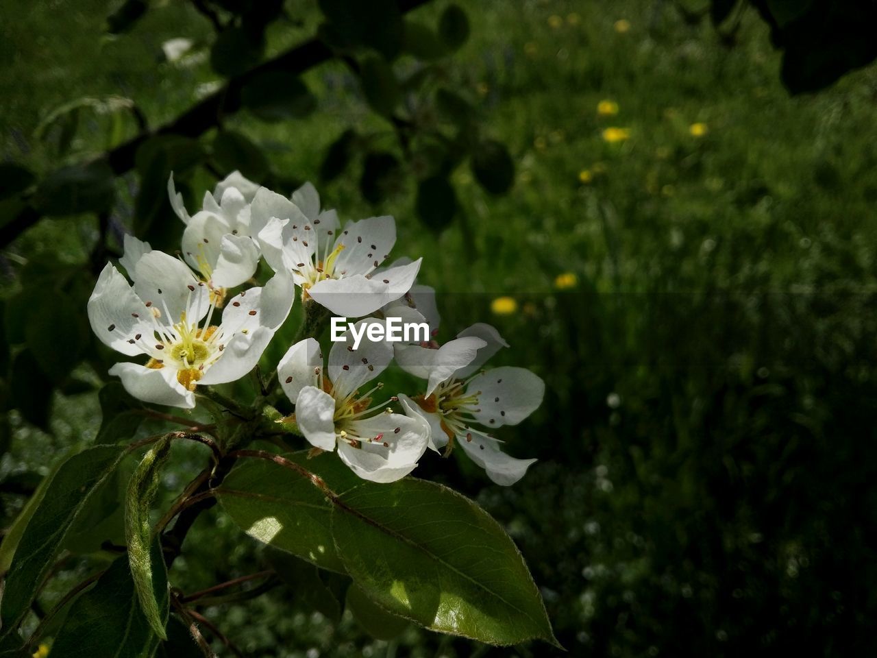 CLOSE-UP OF WHITE FLOWERS BLOOMING ON PLANT