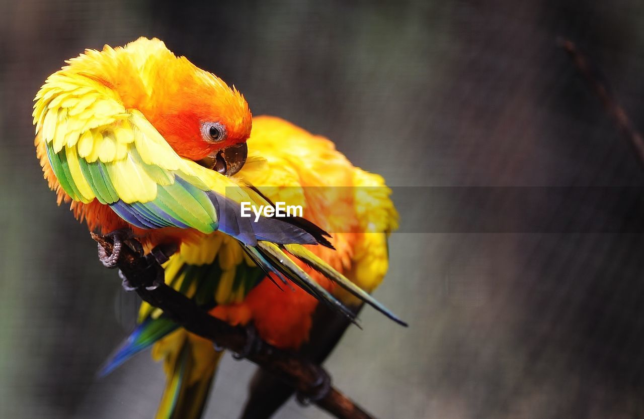 Close-up of parrot perching on yellow flower
