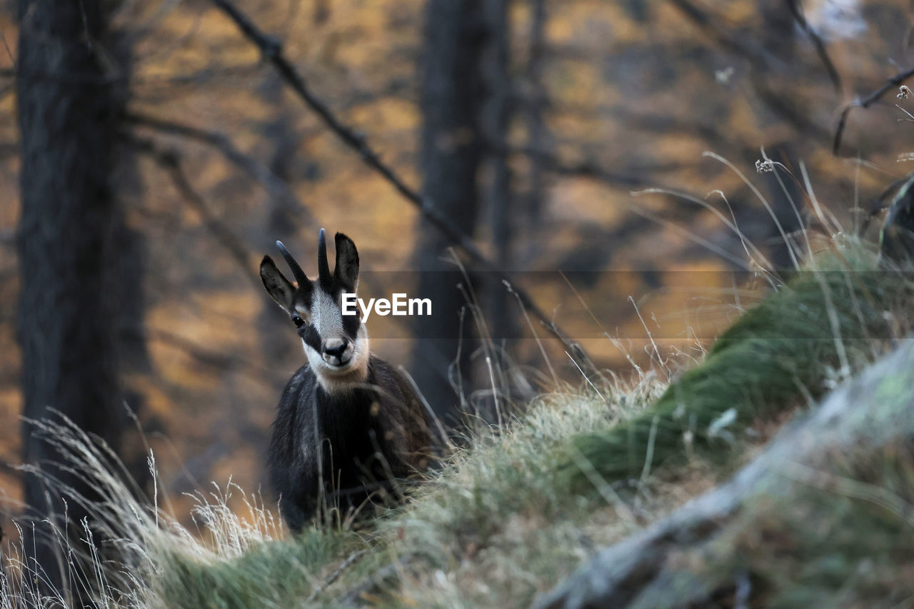 animal, animal themes, animal wildlife, wildlife, one animal, nature, mammal, plant, no people, tree, selective focus, grass, forest, outdoors, land, day, wilderness, portrait