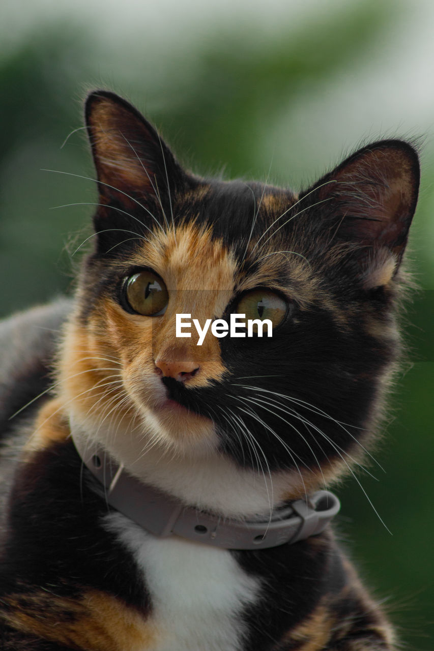 Close-up of calico cat 