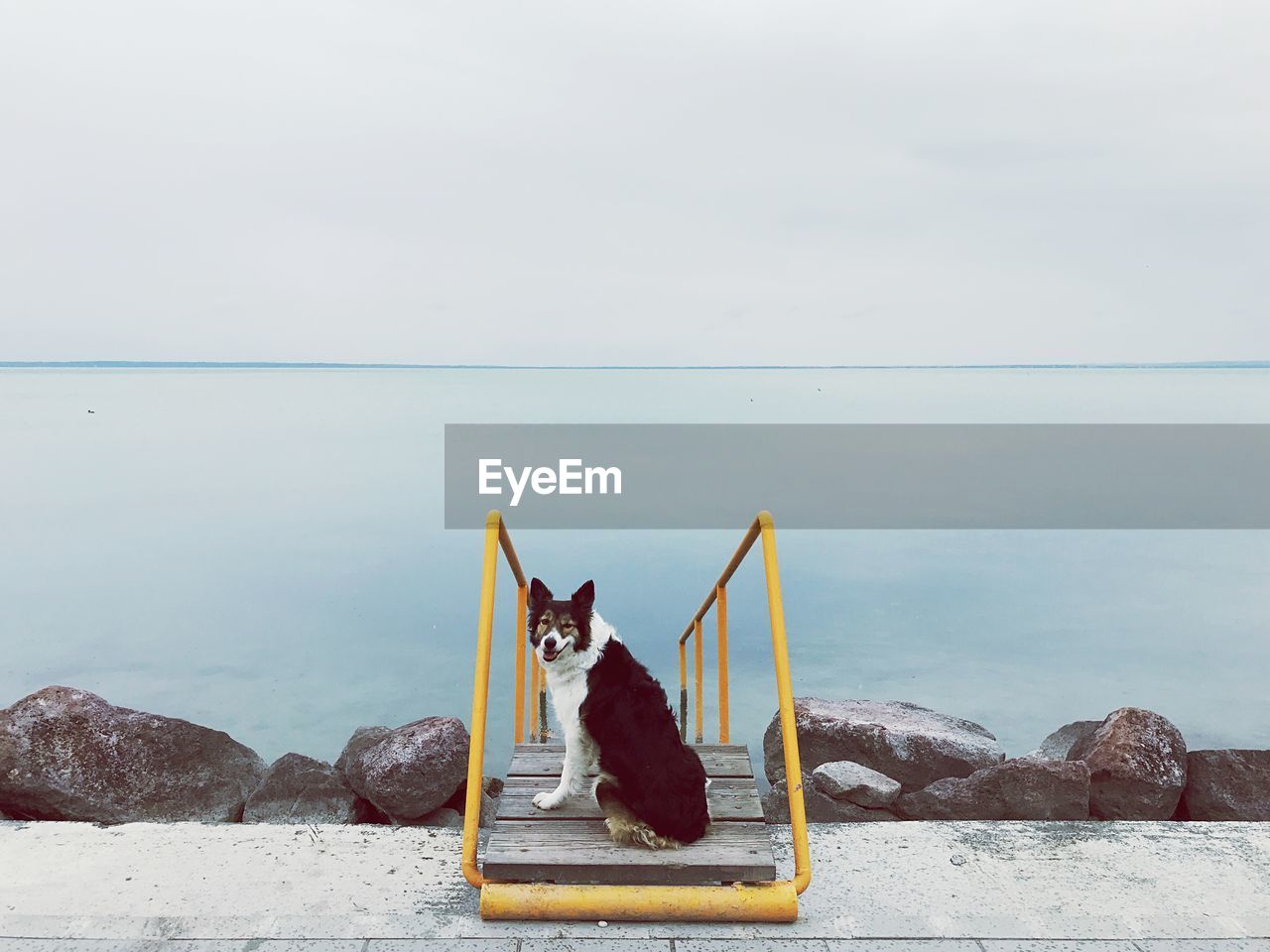 Dog on staircase at sea against sky