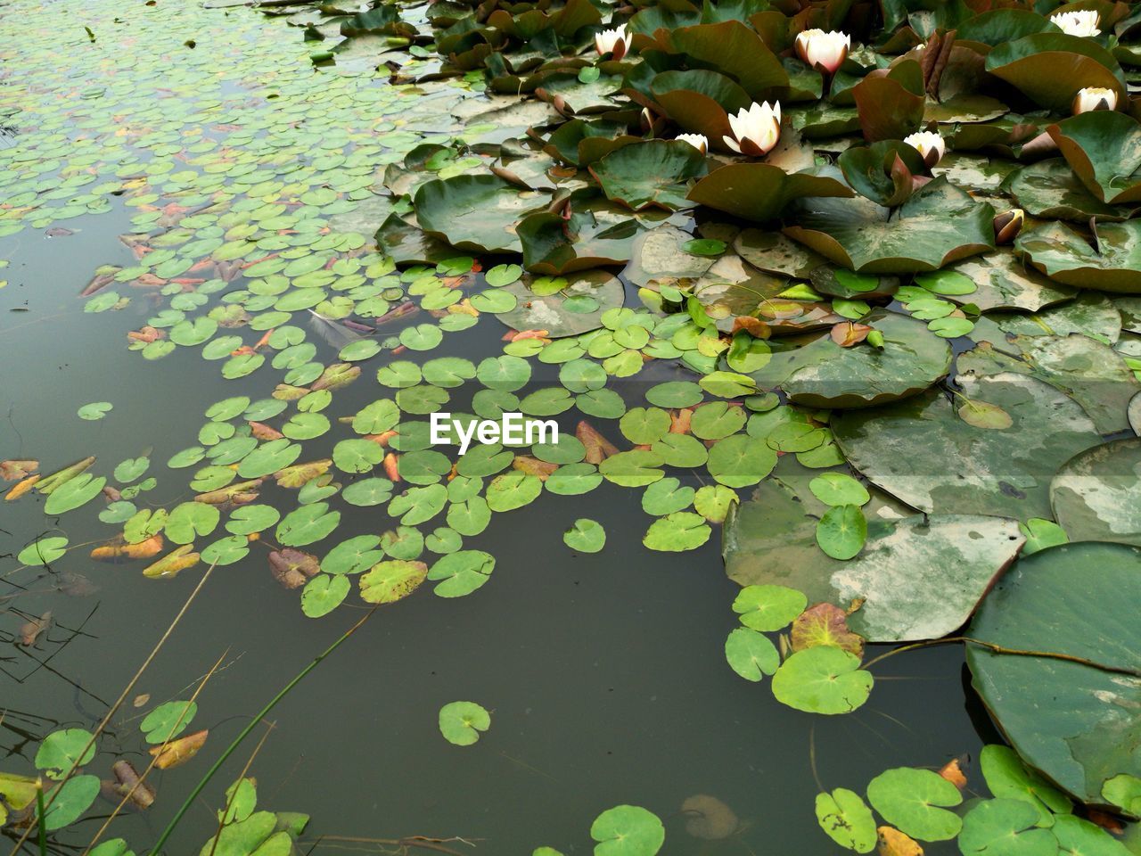 HIGH ANGLE VIEW OF LEAVES ON LAKE