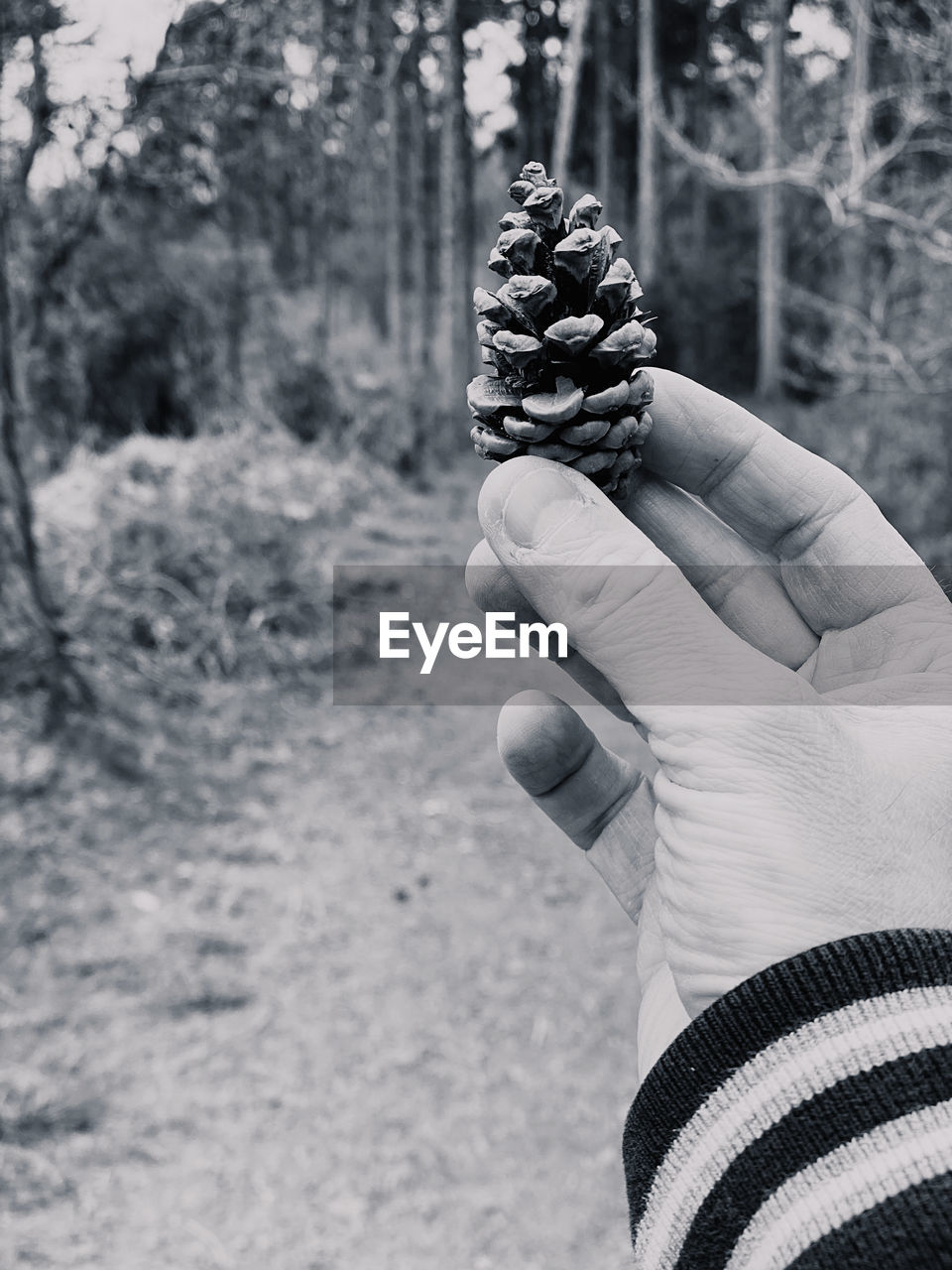 Close-up of hand holding pine cone in forest