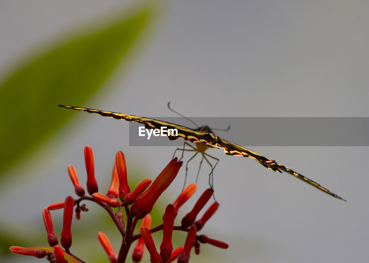 Close-up of butterfly on flower