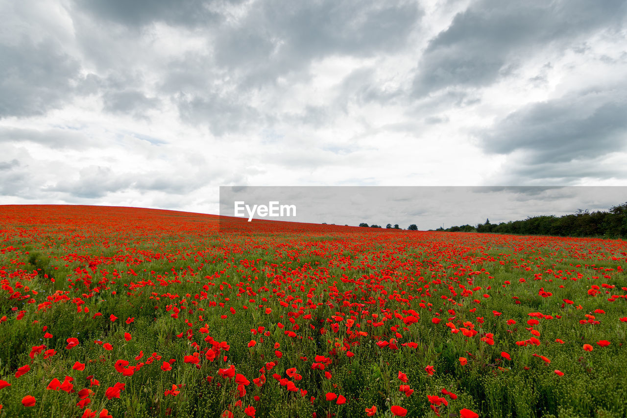 Scenic view of poppy field against cloudy sky