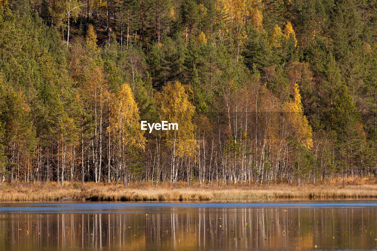 Scenic view of lake in forest