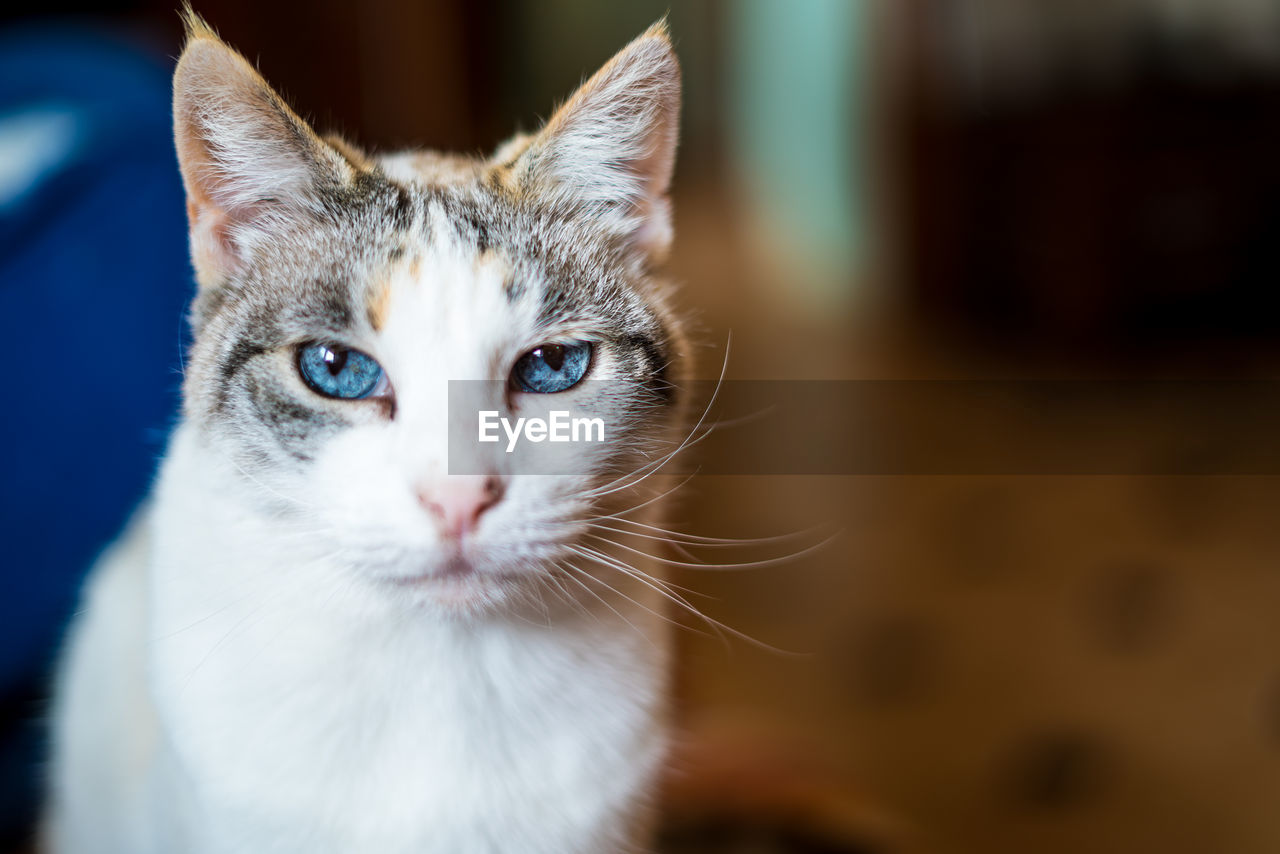 CLOSE-UP PORTRAIT OF CAT IN INDOORS