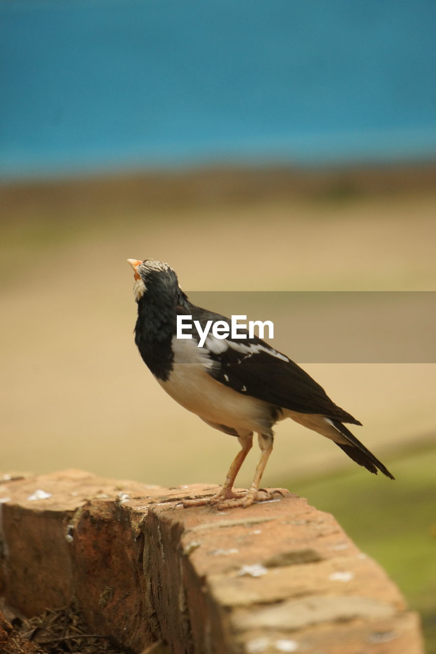 Bird in the jungle