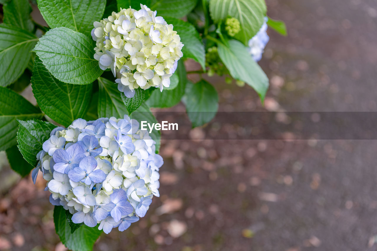 plant, flower, flowering plant, freshness, plant part, leaf, beauty in nature, nature, close-up, hydrangea, growth, day, outdoors, no people, fragility, hydrangea serrata, flower head, high angle view, petal, inflorescence, food and drink, springtime, focus on foreground, bunch of flowers, blossom, bunch, food, green, white