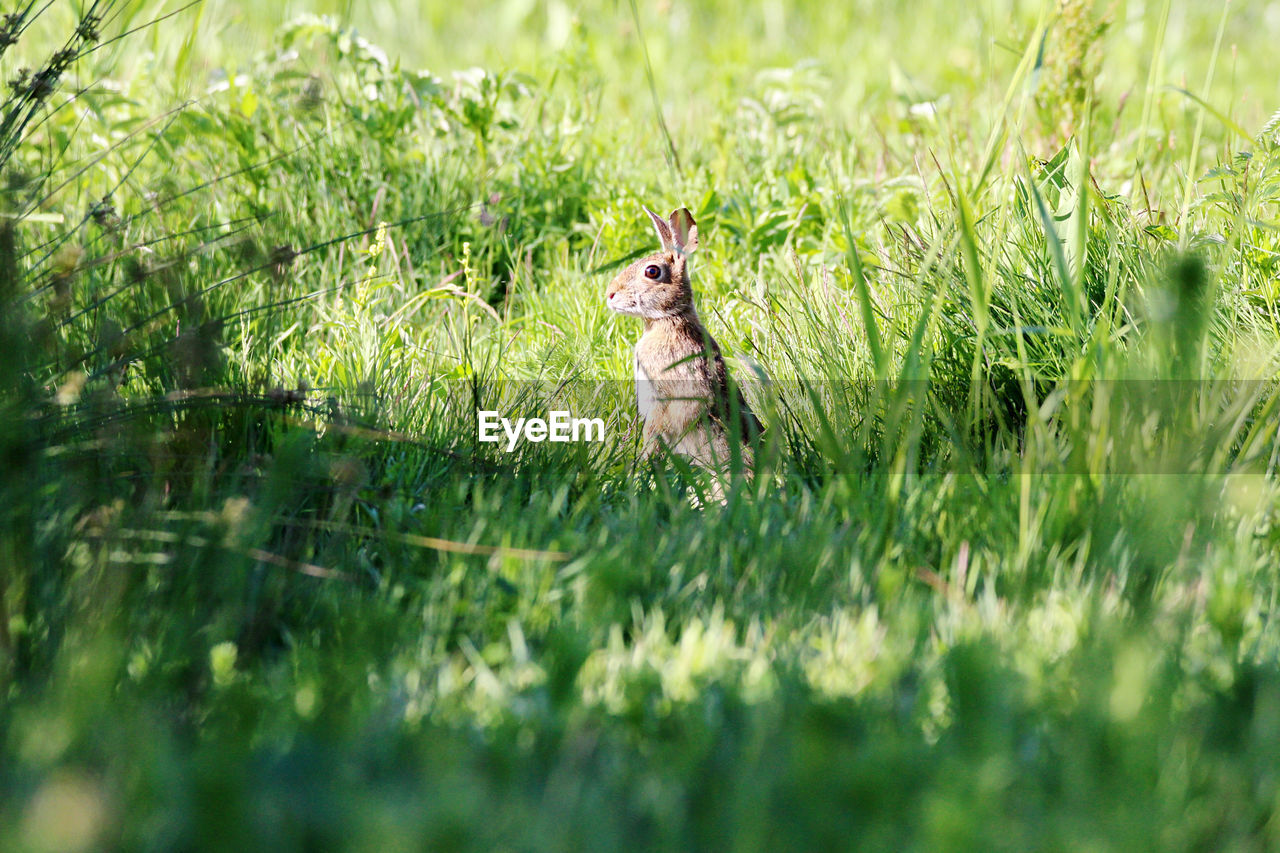 View of a rabbit on field