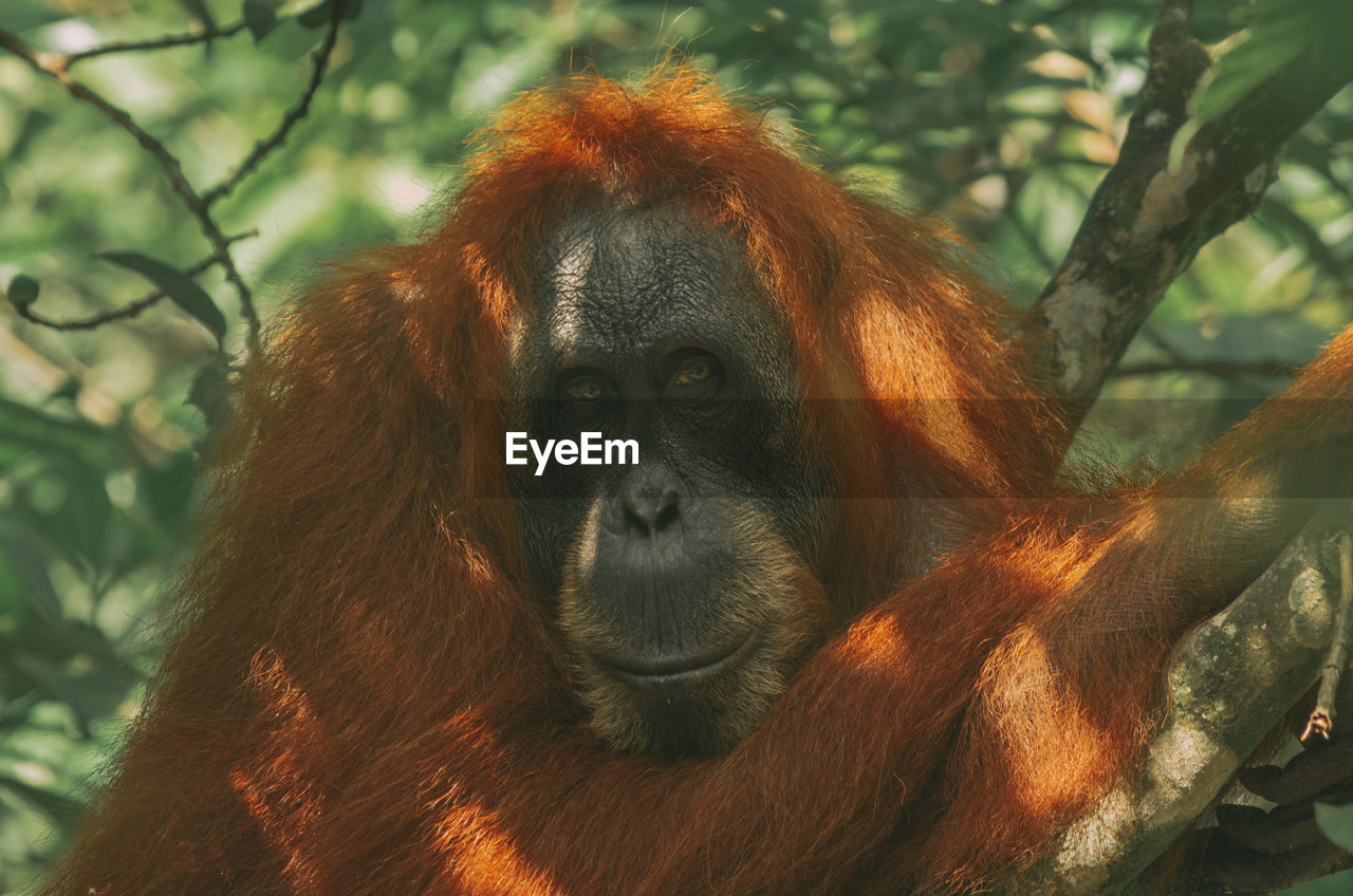 Wild orangutan in the jungle, sumatra, bukit lawang