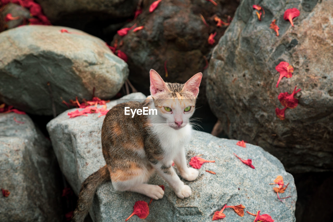 PORTRAIT OF CAT LYING ON ROCKS