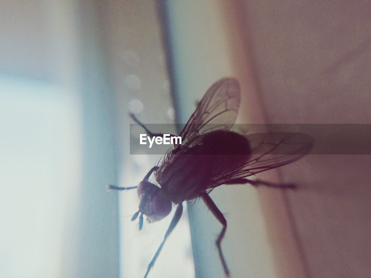 Close-up of housefly on window sill