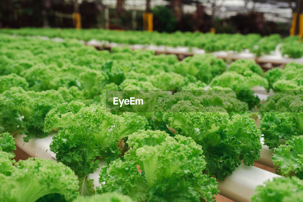 Vegetable lettuce in a greenhouse farm