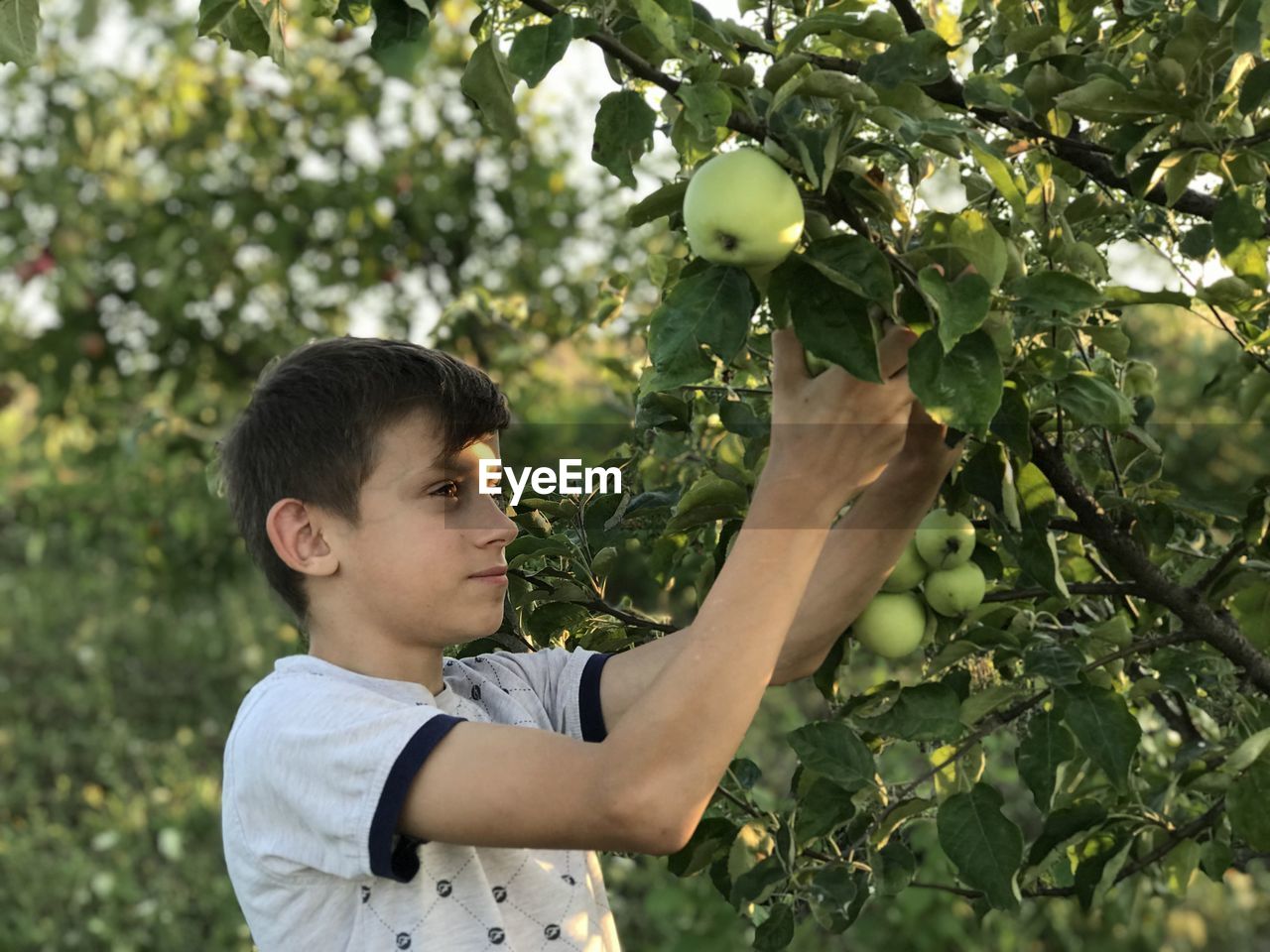 Boy plucks the first apples in his garden 