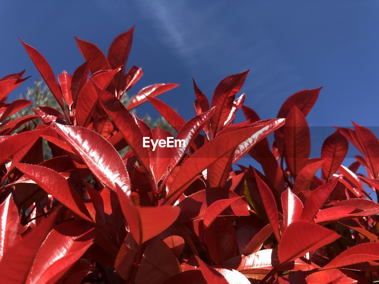 CLOSE-UP OF RED PLANT